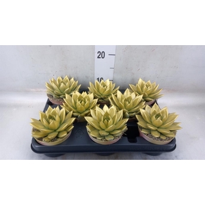 Echeveria  'Miranda'