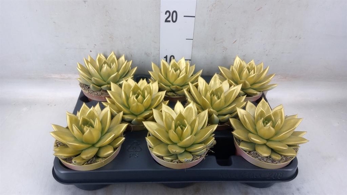 <h4>Echeveria 'Miranda'</h4>