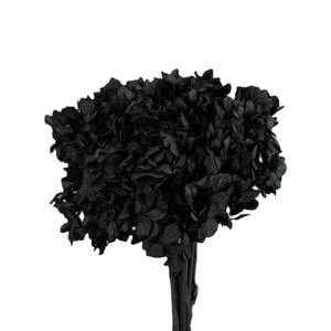 Dried Bleached Hydrangea Anna Black