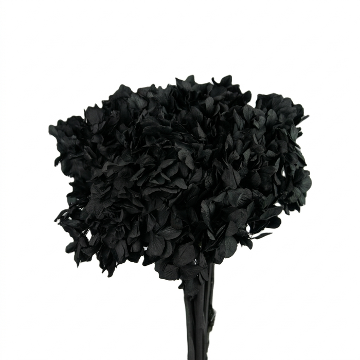 <h4>Dried Bleached Hydrangea Anna Black</h4>