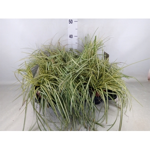 Carex hachijoensis 'Evergold'