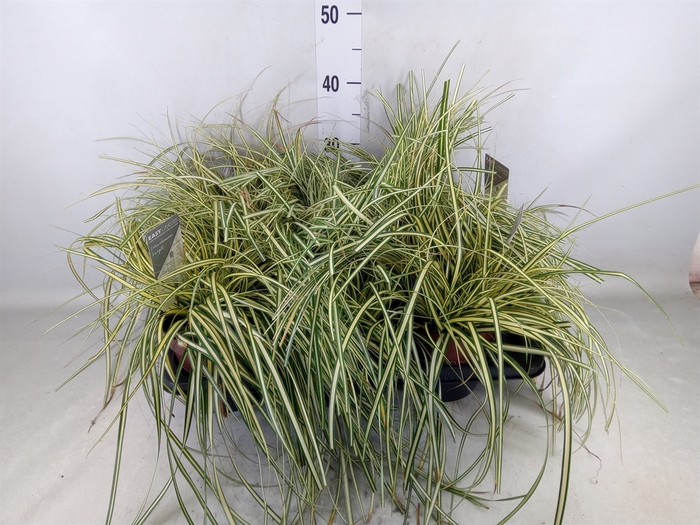 <h4>Carex hachijoensis 'Evergold'</h4>