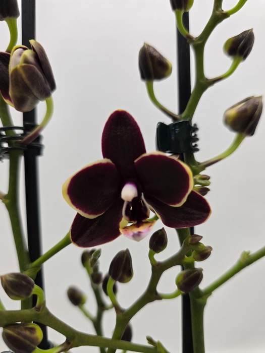 <h4>Limited 30 week7</h4>