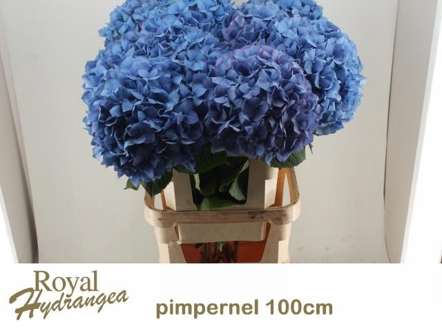 <h4>HYDR M CH PIMPERNEL</h4>