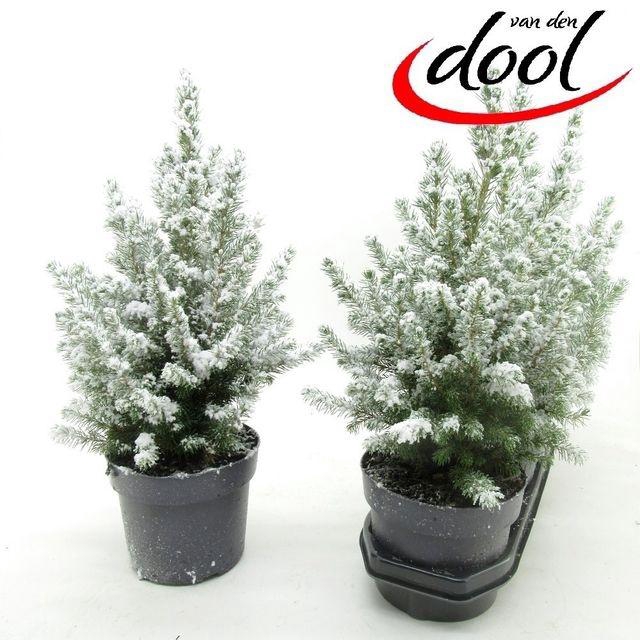 <h4>PICEA GL CONICA P19 SNOW</h4>