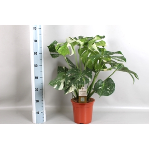 MONSTERA DEL THAI CO