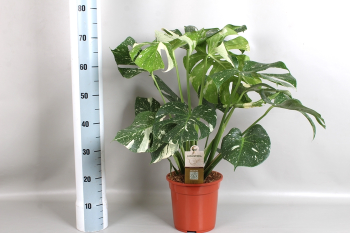 <h4>MONSTERA DEL THAI CO</h4>