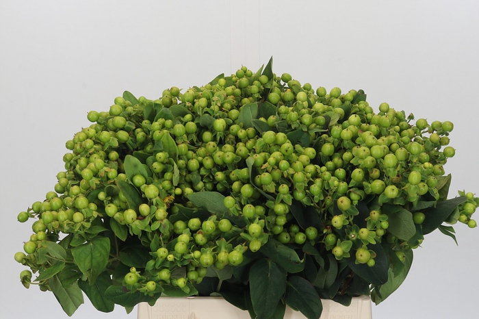 <h4>Hypericum Magical Green Power</h4>