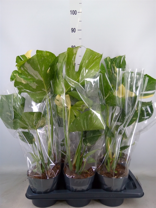 <h4>Monstera delic. 'Thai Constellatio'</h4>