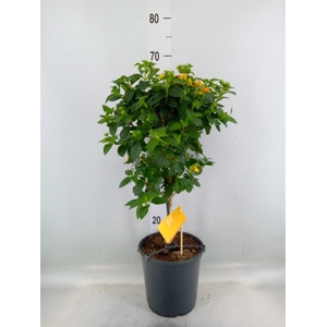 Lantana camara 'Simon Orange'