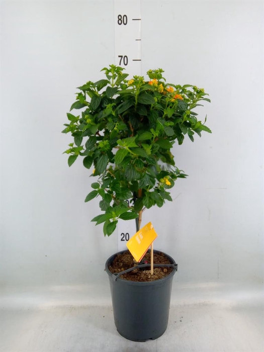 <h4>Lantana camara 'Simon Orange'</h4>