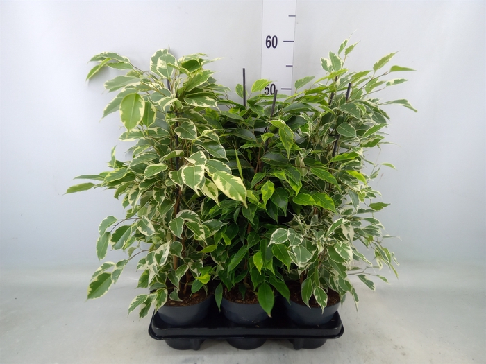 <h4>Ficus benja.   ...mix</h4>