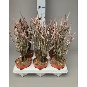 Euphorbia platyclada