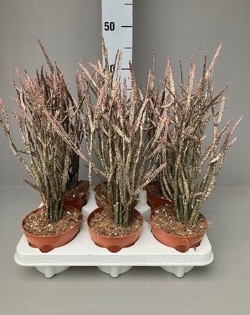 <h4>Euphorbia platyclada</h4>