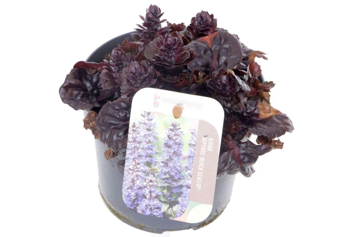 <h4>Ajuga</h4>