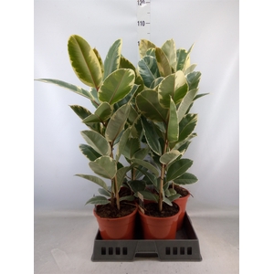 Ficus elastica 'Tineke'