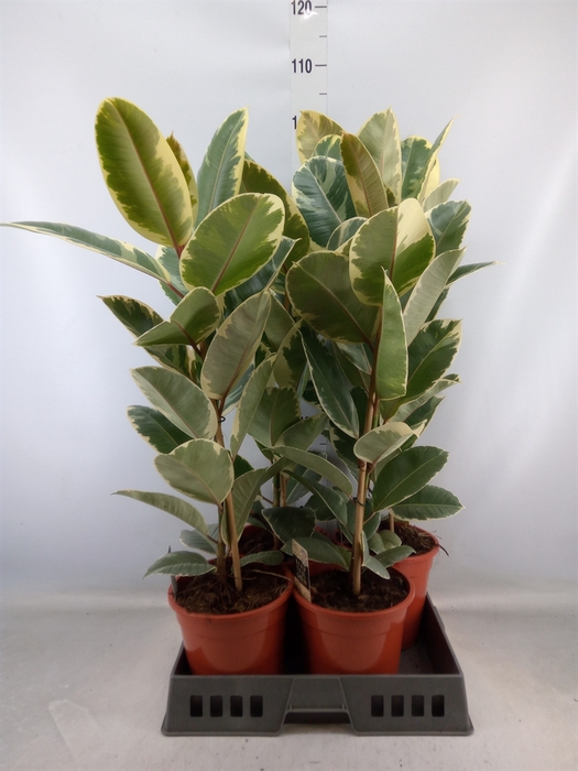 <h4>Ficus elastica 'Tineke'</h4>