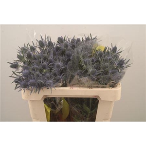 Eryngium Mag Blue Lagoon