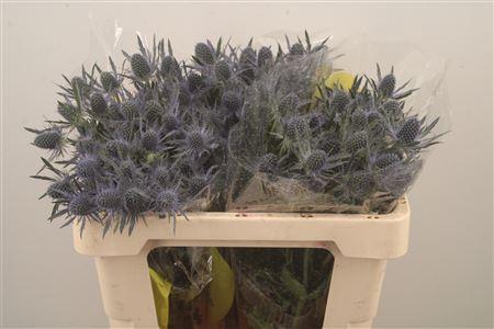 <h4>Eryngium Mag Blue Lagoon</h4>