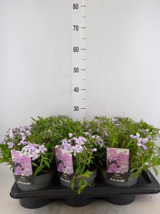 <h4>Phlox   ...</h4>