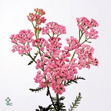 Achillea Pink Lady Winsen