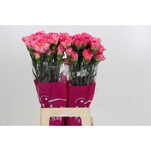 Dianthus St Spritz