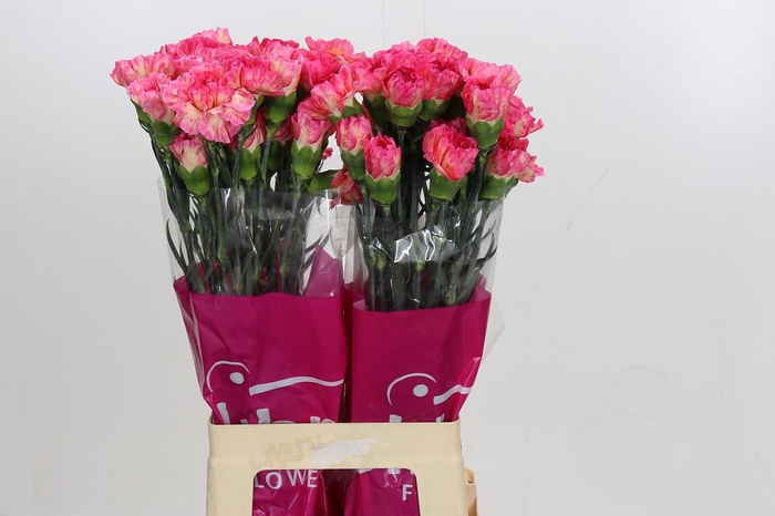 Dianthus St Spritz