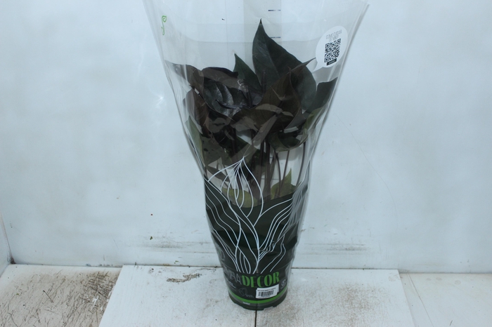 <h4>ANTHURIUM BLACK WINNER P17</h4>