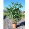 Pseudosasa japonica