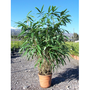 Pseudosasa japonica