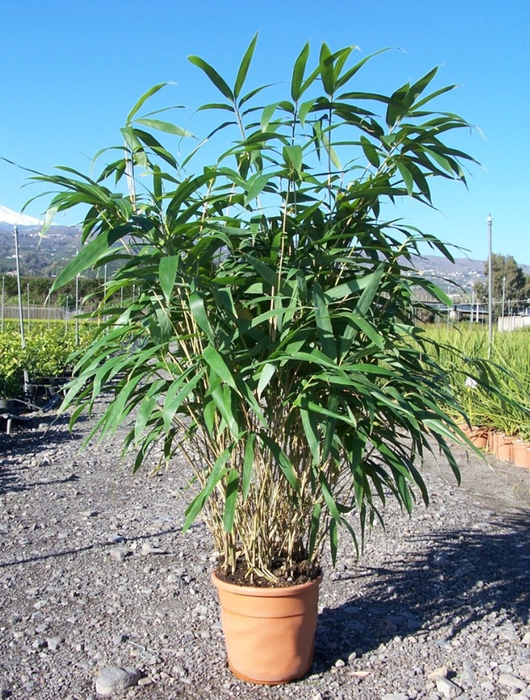 <h4>Pseudosasa japonica</h4>