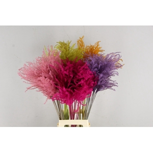 DF Miscanthus 90cm Valentine Mixed