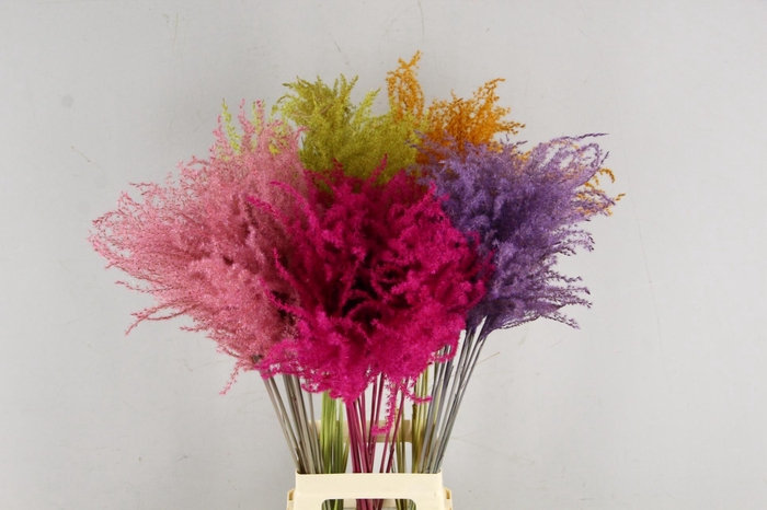 DF Miscanthus 90cm Valentine Mixed