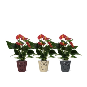 Anthurium Succcess Red in Rudolf smartcup