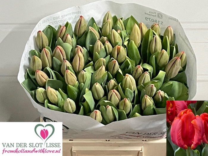 <h4>TU PA AD REM PARROT</h4>