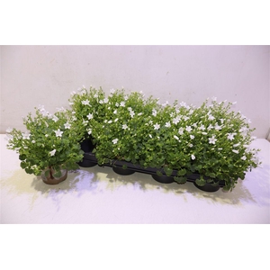 arr8 Camp Porto White