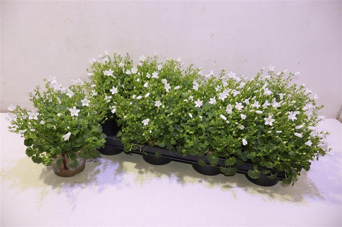 <h4>Camp Porto White</h4>