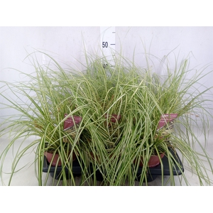 Carex hachijoensis 'Evergold'