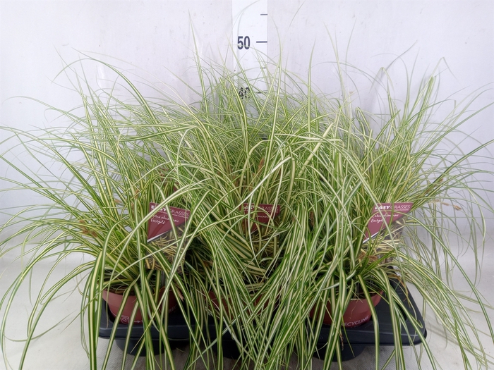 <h4>Carex hachijoensis 'Evergold'</h4>