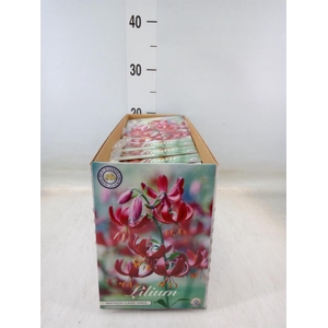 Flowerbulbs, corns or tubers   ...