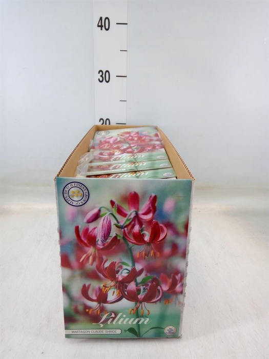 <h4>Flowerbulbs, corns or tubers   ...</h4>