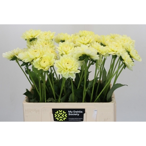 Dahlia Hilda Special