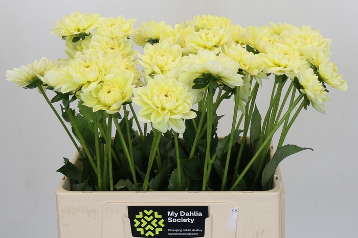 Dahlia Hilda Special