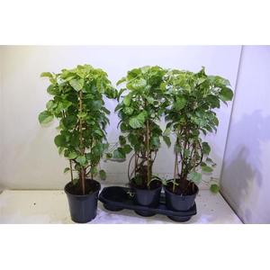 arr8 Hydr Petiolaris