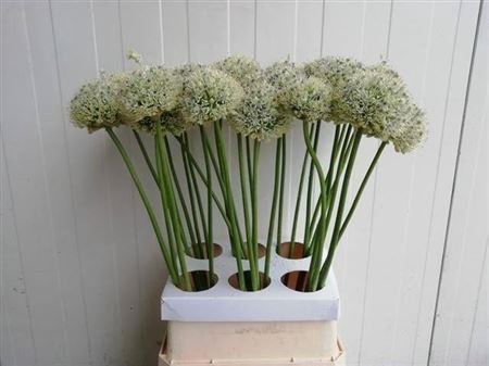 <h4>Allium Mount Everest 90cm</h4>