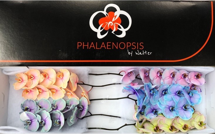 <h4>Phalaenopsis coloured mix Doos</h4>