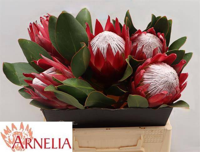 <h4>PROTEA CY MADIBA KING 40 CM</h4>