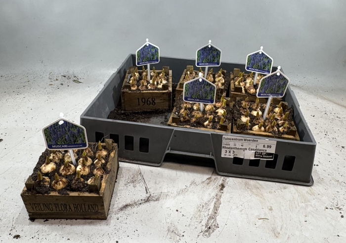 <h4>ARR MUSCARI</h4>