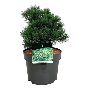 Pinus mugo 'Mops'