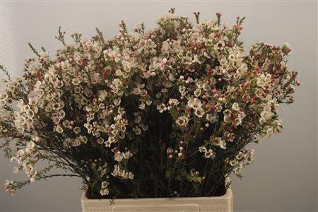 <h4>Chamelaucium Ella</h4>